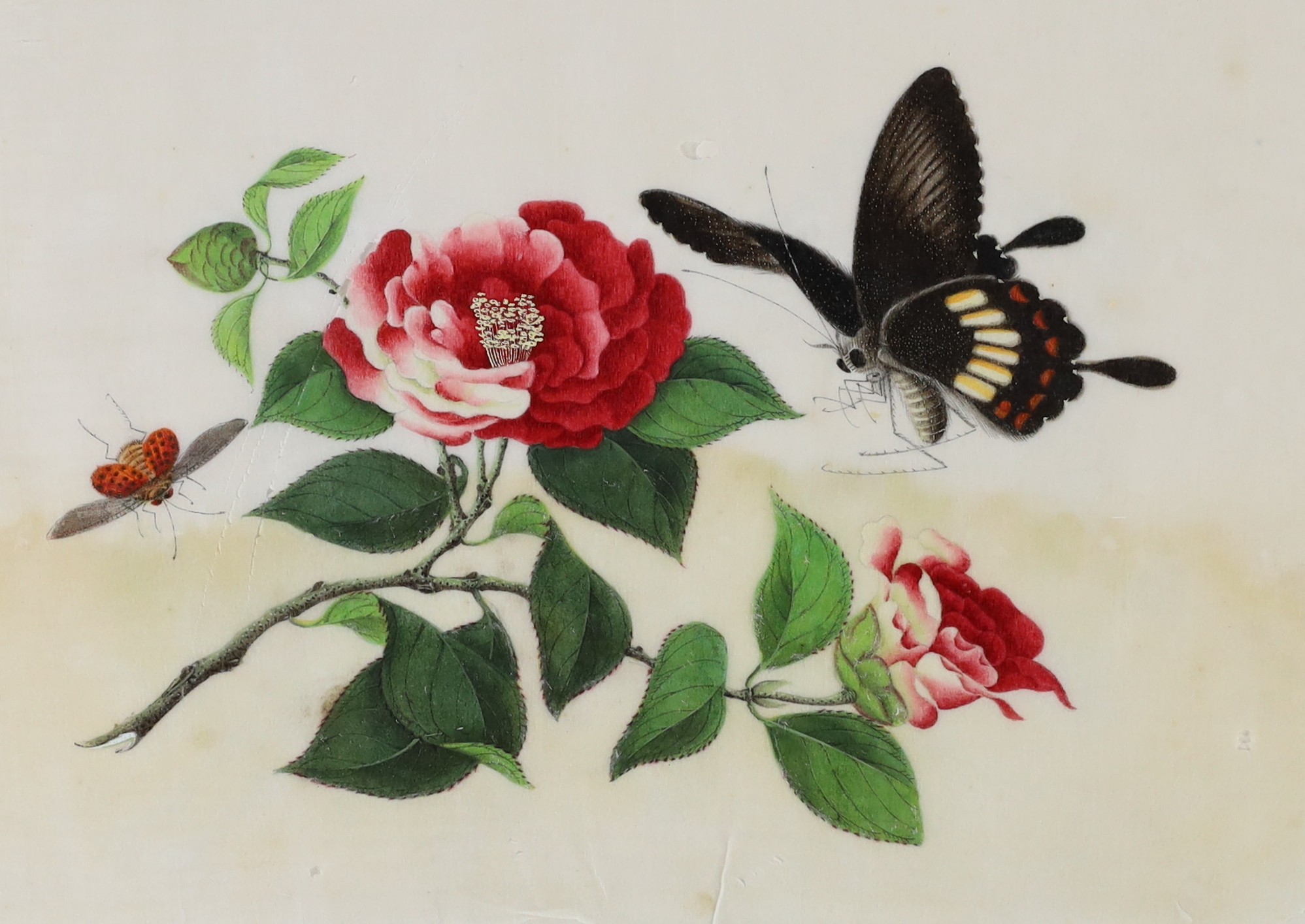 A Chinese album of ten pith paintings of birds amid butterflies, 19th century, Album 21.5cm x 34 cm